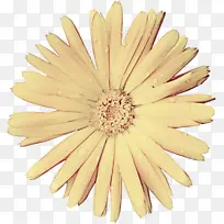 非洲菊 黄色 巴伯顿雏菊