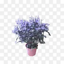 花 植物 紫色