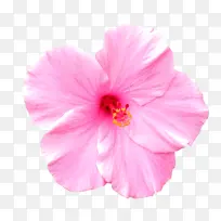 花瓣 粉色 夏威夷木槿