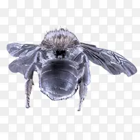 昆虫 家蝇 蜜蜂