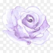 白色 紫色 玫瑰