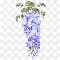 花卉 紫藤 蓝色