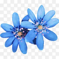 蓝色 花 花瓣