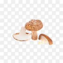 蘑菇科 蘑菇 香菇