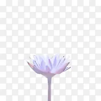 白色 紫色 花朵