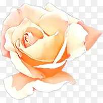 卡通 花园玫瑰 白色