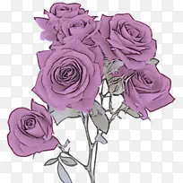 花园玫瑰 花朵 紫色
