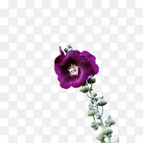 花 紫色 花瓣