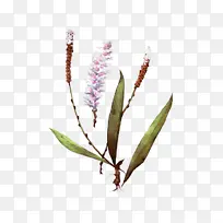花 植物 水草