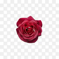 玫瑰 花园玫瑰 红色