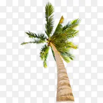 树木 白松 棕榈树