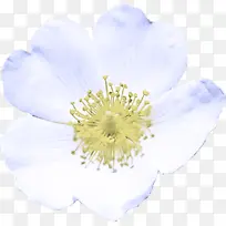花 花瓣 白色