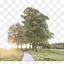 树木 自然景观 木本植物