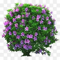 花 植物 紫色