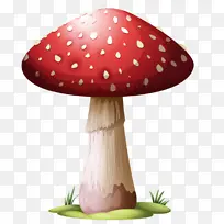 蘑菇 真菌 蘑菇科