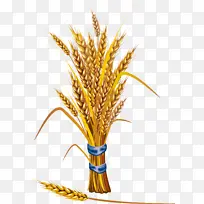 草科 植物 小麦