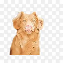 卡通片 狗 新斯科舍鸭子鸣叫猎犬