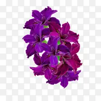 紫色 花朵 花瓣