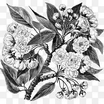 花 黑白 植物
