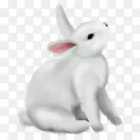 兔子 兔子和野兔 白色