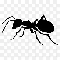 蚂蚁 昆虫 白色