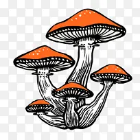 蘑菇 橙子 食用菌