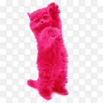 采购产品猫 粉红色 猫玩具