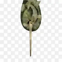 绿色 叶子 植物