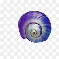 紫色 海蜗牛 蜗牛