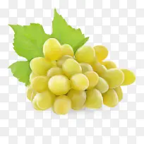 葡萄 葡萄科 无籽水果