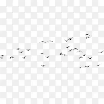 羊群 鸟类迁徙 鸟类
