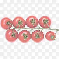 番茄 茄属 灌木番茄