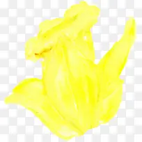 黄色 手 植物