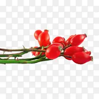 红色 植物 花