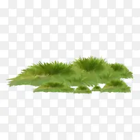 草 绿色 植物