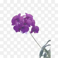紫罗兰 花 紫色