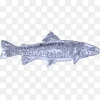 采购产品鱼 鳟鱼 鲑鱼状鱼