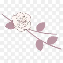 白色 粉色 玫瑰