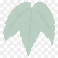 叶子 绿色 植物