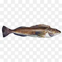 鱼 鱼制品 油性鱼