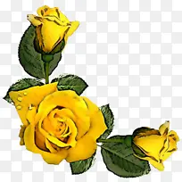 黄色 花朵 花园玫瑰