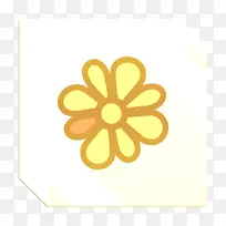 黄色 花瓣 植物