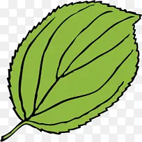 叶子 绿色 植物