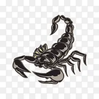 蝎子 龙虾 十足目动物