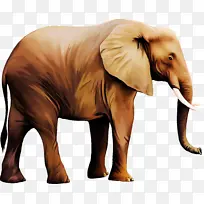 大象 印度象 非洲象
