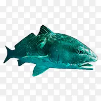 鱼 鱼鳍 鱼制品