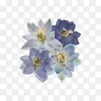 蓝色 花朵 白色