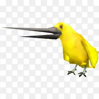 鸟 喙 黄色