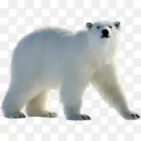 北极熊 熊 动物形象