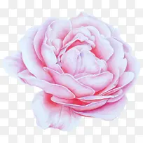 粉色 花瓣 花园玫瑰